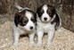 pups site nov. 01